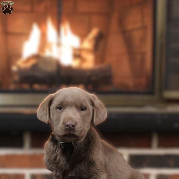 Jasper, Silver Labrador Retriever Puppy